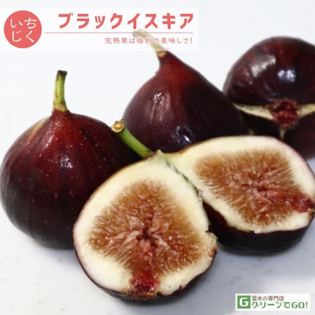 イチジク 苗木の専門店 【グリーンでGO！】