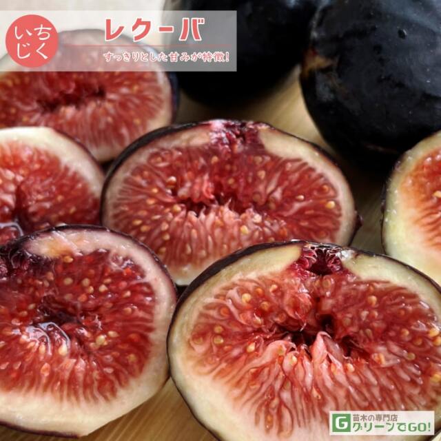 すし太郎 イチジク いちじく 穂木 苗 イチジク 苗木の専門店 【グリーンでGO！】