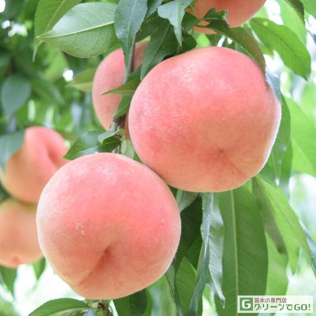 ひめっこもも □優良2年生大苗□ 桃 苗木 【ひめまるこ ［登録品種］】 2年生大苗 接ぎ木