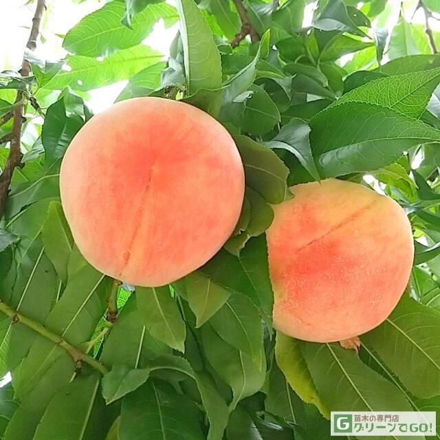 フルーツリー FRUITree (果樹大苗)