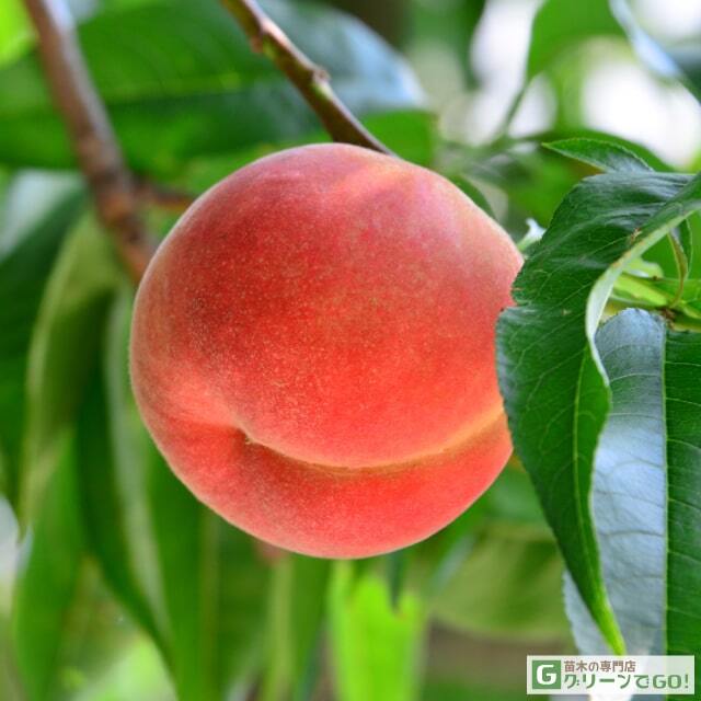 ■優良2年生大苗■ 桃 苗木 【さくら白桃】 2年生大苗 接ぎ木