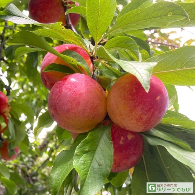 すもも・プラム 苗木の専門店 【グリーンでGO！】