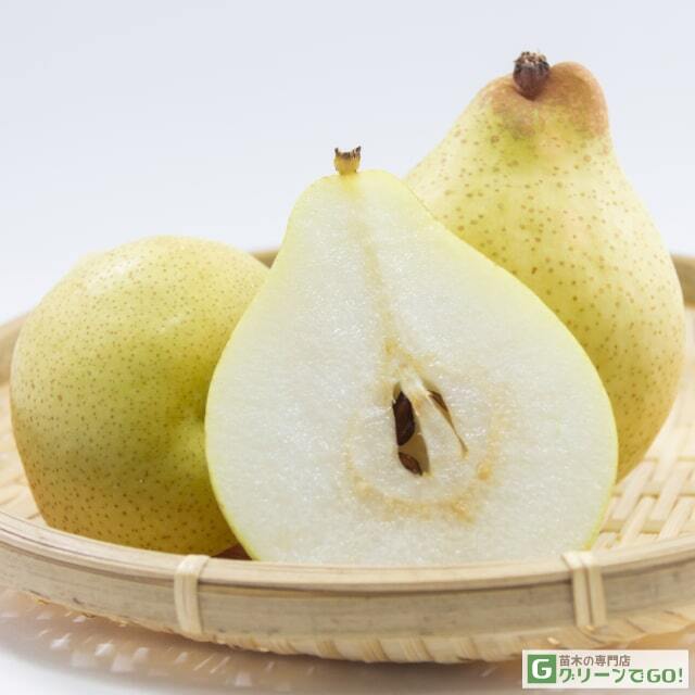 梨 苗木 【ヤーリー】 3年生 接ぎ木 約1.3m 大苗