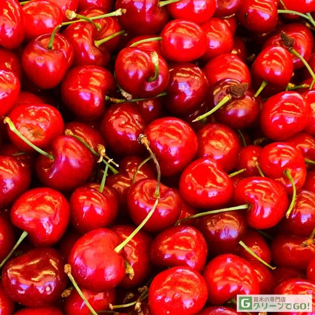 さくらんぼ 苗木の専門店 【グリーンでGO！】