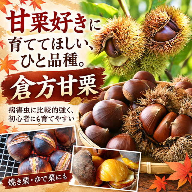 ■優良2年生大苗■ 栗 苗 【倉方甘栗 (くらかたあまぐり)】 2年生大苗 接ぎ木