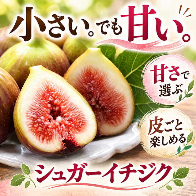 ■優良2年生大苗■ イチジク 苗 【シュガーイチジク】 2年生 挿し木 ポット苗
