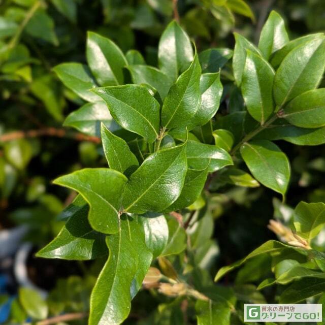 ジャボチカバ 苗 【大葉 四季成り性 ジャボチカバ】 3年生