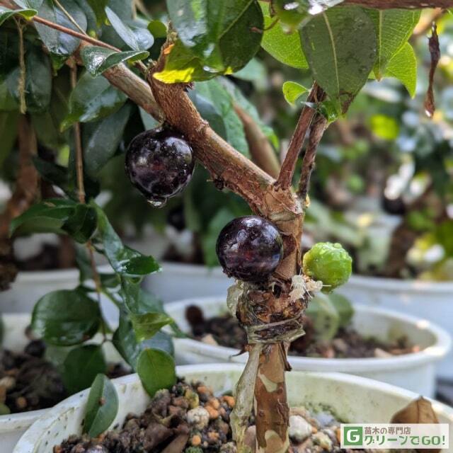 ジャボチカバ 苗10年生 接ぎ木 ポット大苗 苗木 熱帯果樹 観葉植物 大葉品種 hanahiroba_tn02-005t003-01