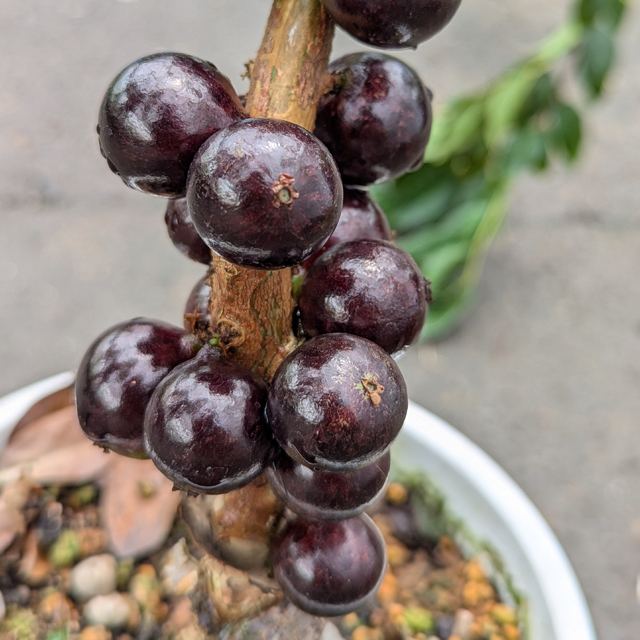 ジャボチカバの実