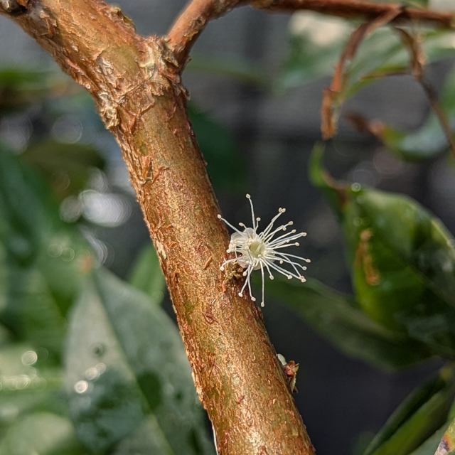 ジャボチカバの花