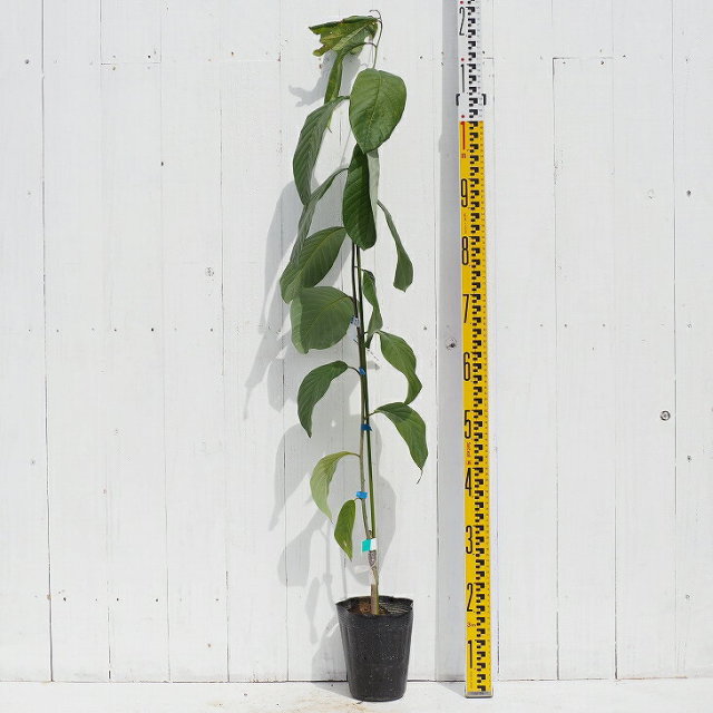 ◎チェリモヤ接木3年苗（矮性種） 【公式通販】