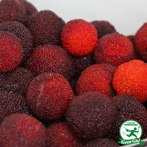 現品 山桃 特大苗 1.7mほど 山採り ヤマモモ 苗木の専門店 【グリーンで