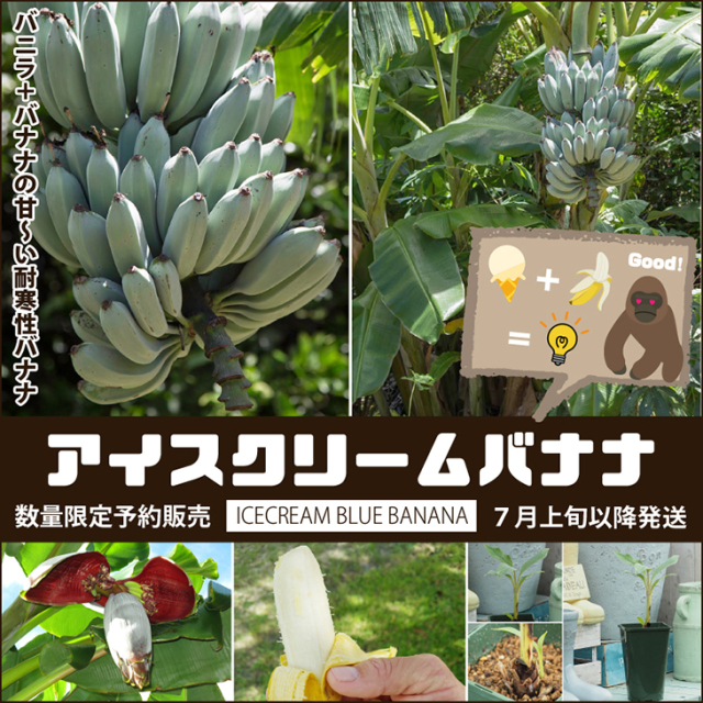 極甘 ブラジリアンバナナ苗