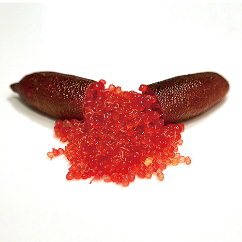 クリムゾンタイド