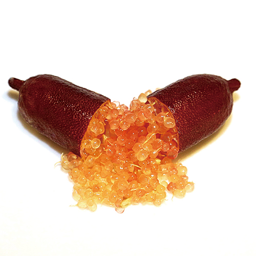 レッドシャンパン