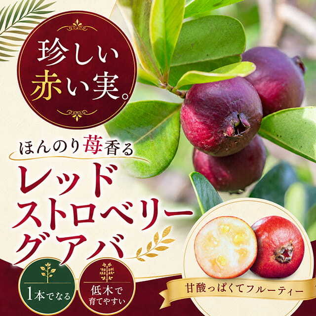グァバ 苗 【レッドストロベリーグアバ】 プラスチック鉢植え