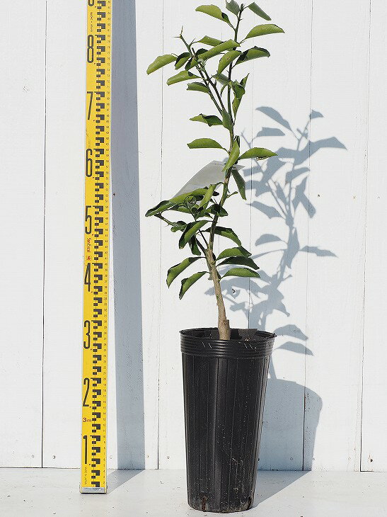 オレンジ 苗木 【はるか】 3年生 接ぎ木 約1.0m 大苗 楽天市場