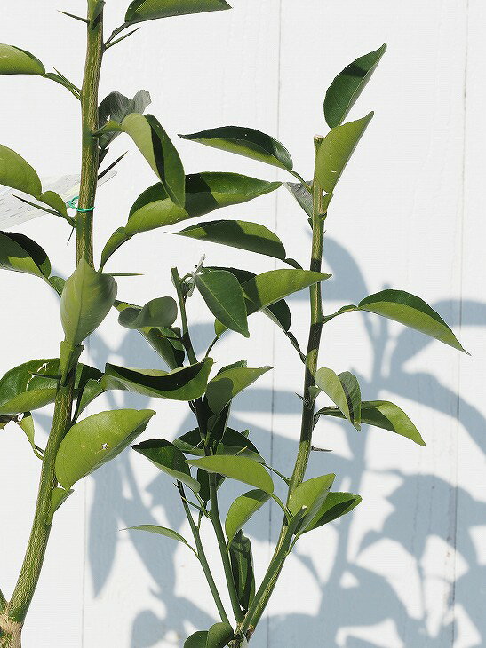 桜 印 すだち苗木 | alamiah.edu.sa