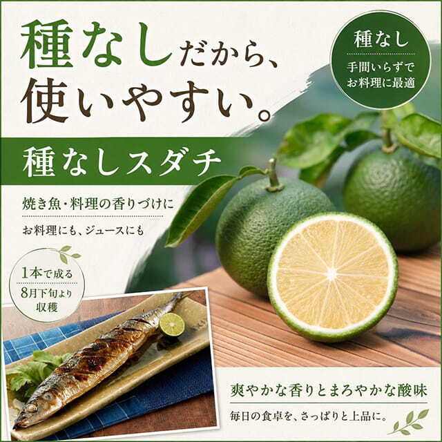■優良2年生大苗■ スダチ 苗木 【種なし スダチ】 2年生大苗 接ぎ木