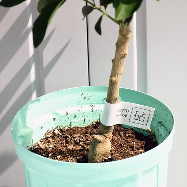 同梱で2鉢目〜¥1000お値引き】品種不明／バラ芽接ぎ苗／