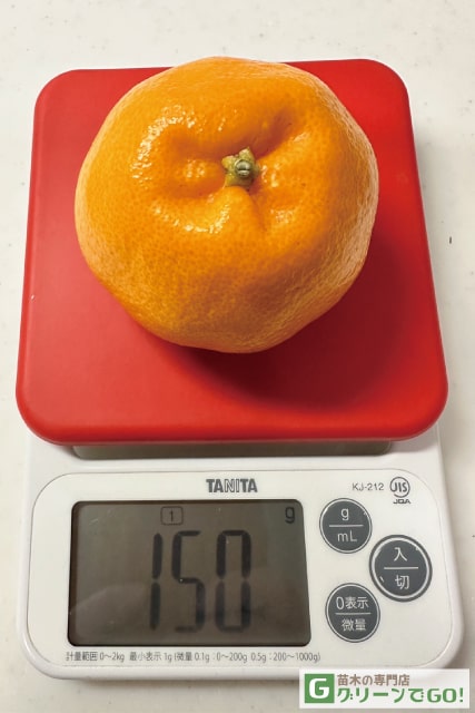 みかん 苗木 【はるみ ［登録品種］】 3年生 接ぎ木 約1.0m 大苗