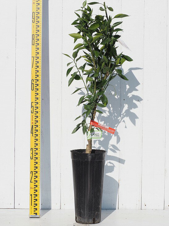 みかん 苗木 【みはや ［登録品種］】 2年生 接ぎ木大苗