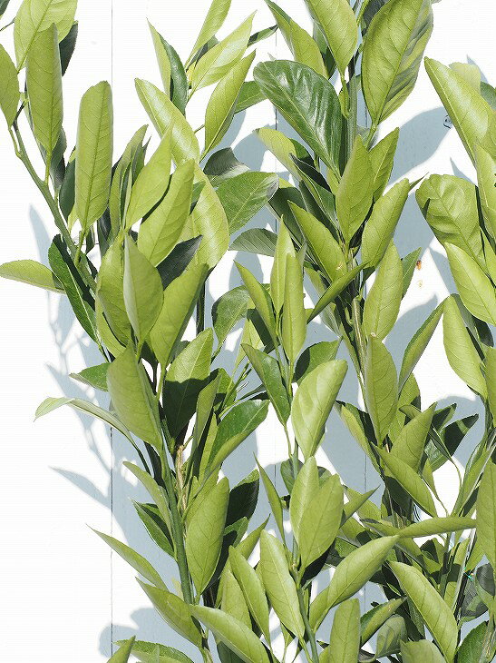 宮川早生 みやがわわせ