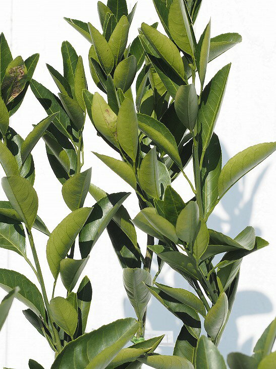 寿太郎 じゅたろう