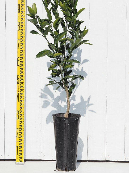 寿太郎 じゅたろう