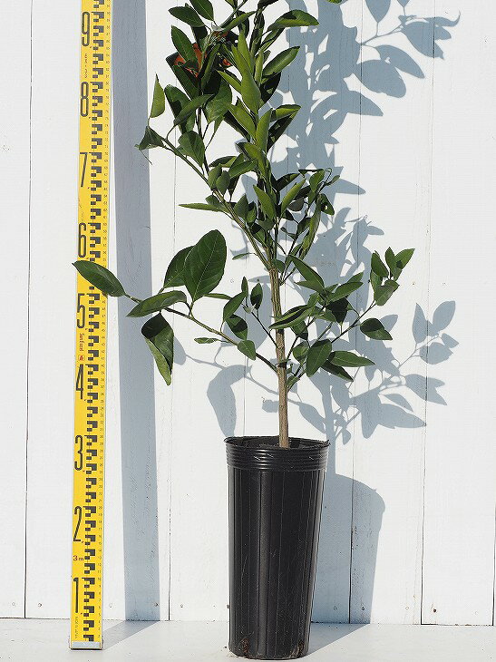 青島温州 あおしまうんしゅう