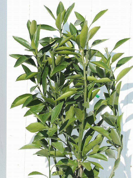 石地中生 いしじなかて