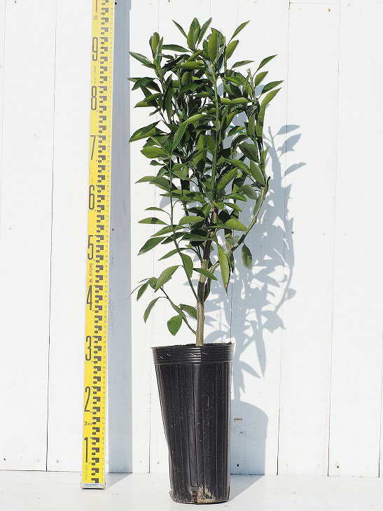 石地中生 いしじなかて