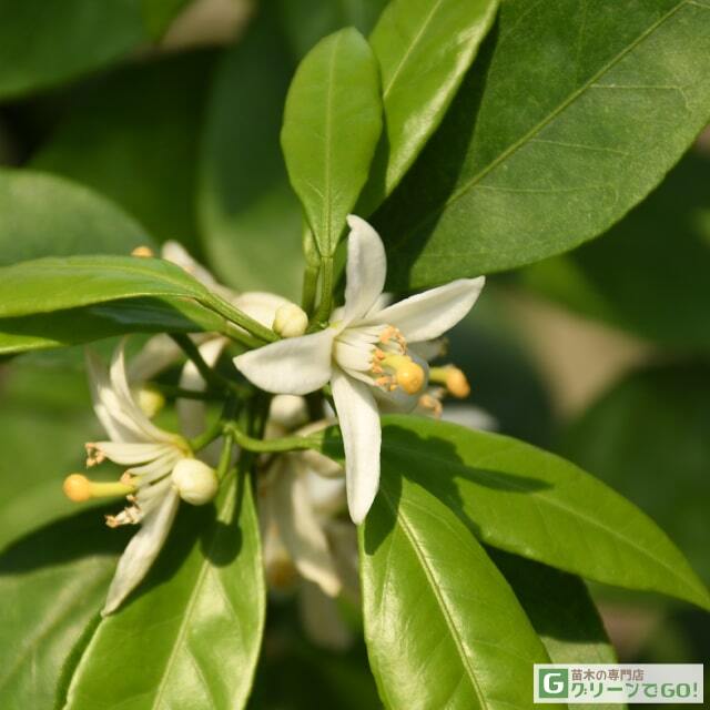 みかん 苗木 【田口早生 （たぐちわせ）】 3年生 接ぎ木 約1.0m 大苗