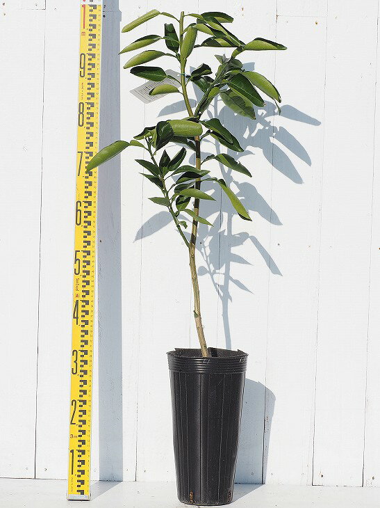 ゆず 苗 【獅子柚子 （ししゆず）】 2年生 接ぎ木大苗