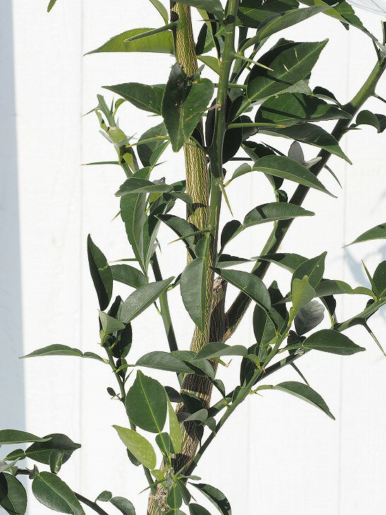 ゆず 苗 【種なし 多田錦 （ただにしき）】 2年生 接ぎ木大苗