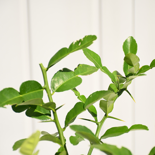 コブミカンの接木苗地植えシリーズ全て単体苗 コブミカンの接木苗地植えシリーズ全て単体苗 コブミカンの接木苗地