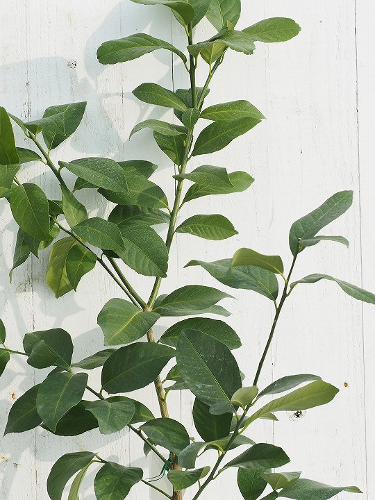 レモン 苗木 トゲなし リスボンレモン 2年生 接ぎ木 大苗 スリット鉢植え