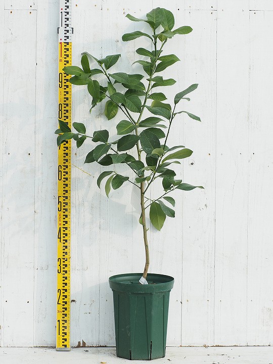 レモン 苗木 トゲなし リスボンレモン 2年生 接ぎ木 大苗 スリット鉢植え