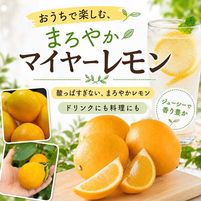 レモン 苗木 【マイヤーレモン】 3年生 接ぎ木 大苗
