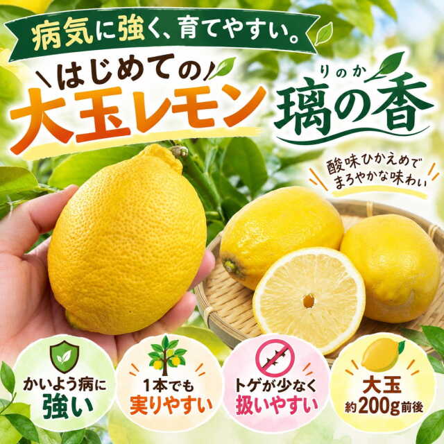 レモン 苗 【璃の香 （りのか） ［登録品種］】 3年生 接ぎ木 大苗