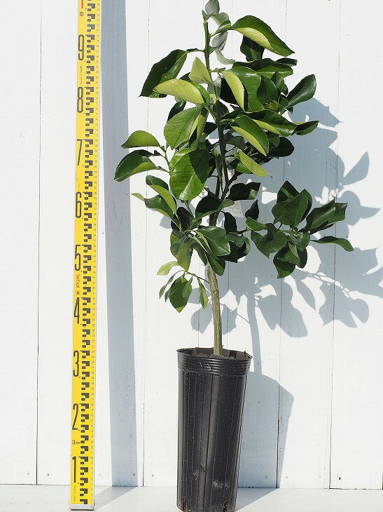 柑橘 果樹苗 スイーティー 苗木 スウィーティー（スイーティー）：果樹