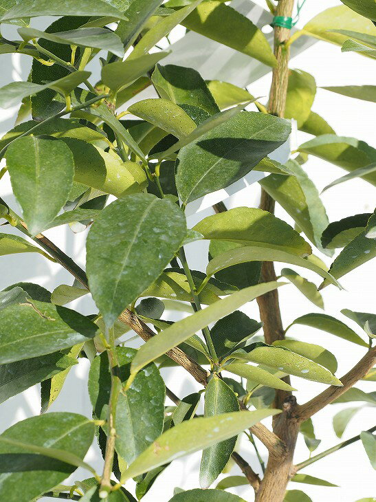 種なしライム フレーバーグリーン 3年生 接ぎ木 スリット鉢植え