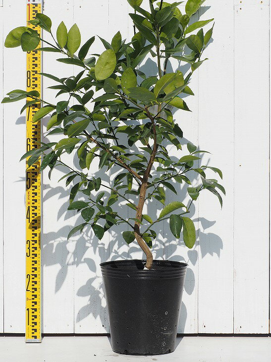 種なしライム フレーバーグリーン 3年生 接ぎ木 スリット鉢植え