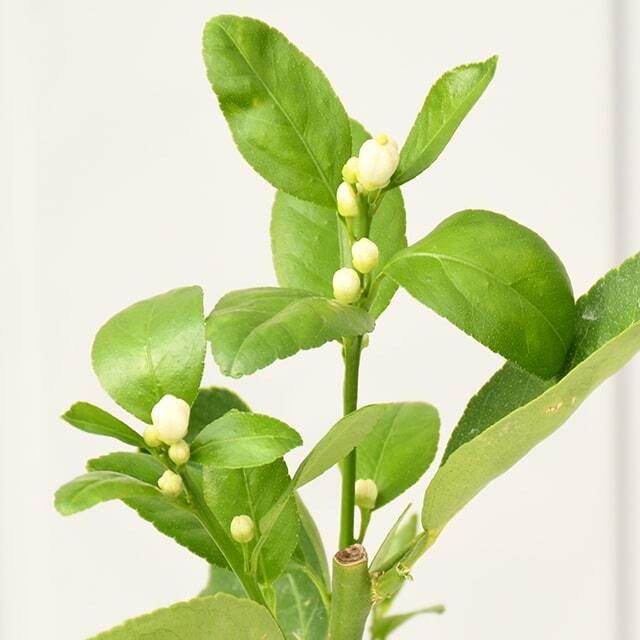 実付き ライム 苗木 タヒチライム 3年生 接ぎ木 大苗