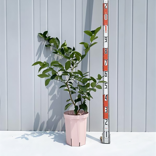 種なしライム 【フレーバーグリーン】3年生 接ぎ木 スリット鉢植え