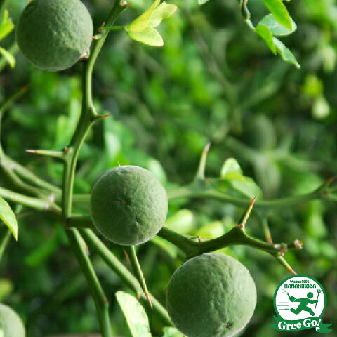 枸橘 【カラタチ】 実生 2年生 ポット苗