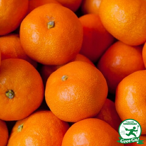 ■優良2年生大苗■ 温州みかん 苗木 【肥のあけぼの】 2年生大苗 接ぎ木