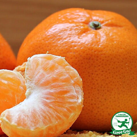 ■優良2年生大苗■ みかん 苗木 【山下紅早生 （やましたべにわせ）】 2年生大苗 接ぎ木