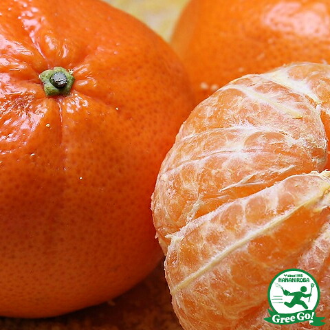 ■優良2年生大苗■ みかん 苗木 【豊福早生 （とよふくわせ）】 2年生大苗 接ぎ木