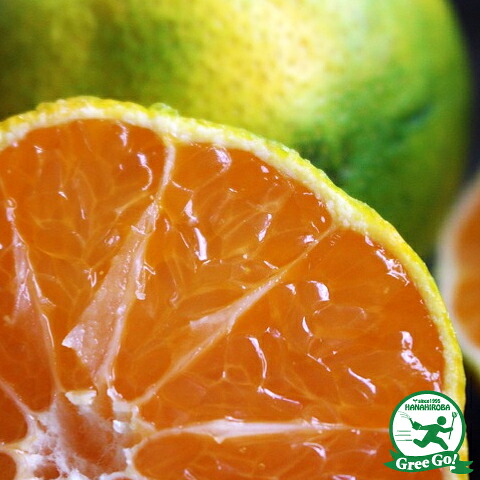 ■優良2年生大苗■ みかん 苗木 【原口早生 （はらぐちわせ）】 2年生大苗 接ぎ木